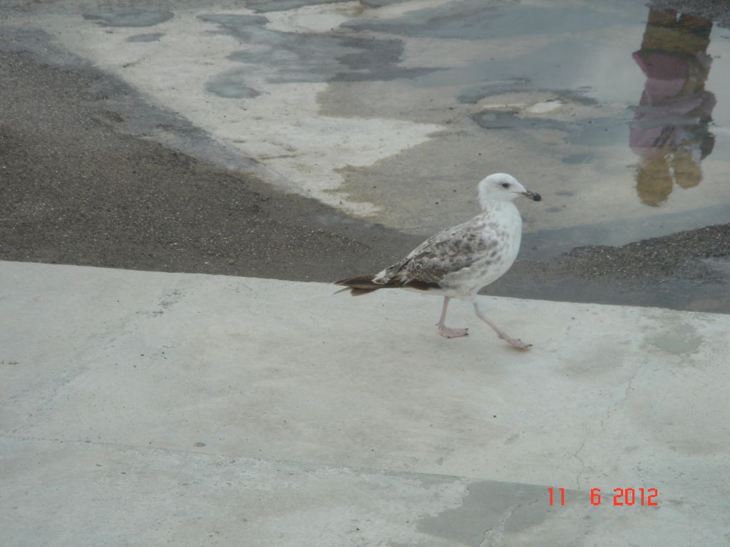 Gabicce Mare 2012 339